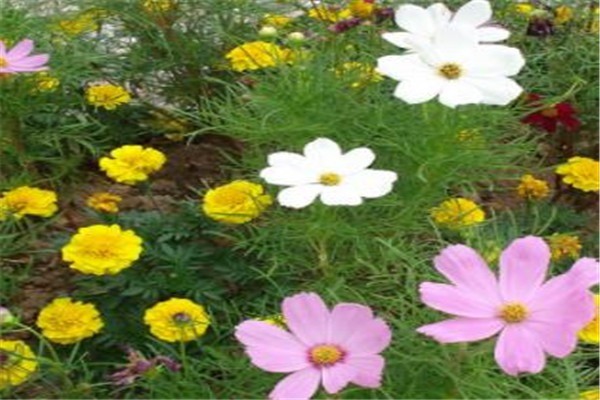 愛慕鮮花加盟