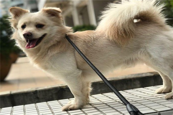 爭(zhēng)寵寵物美容加盟