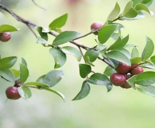 山潤油茶