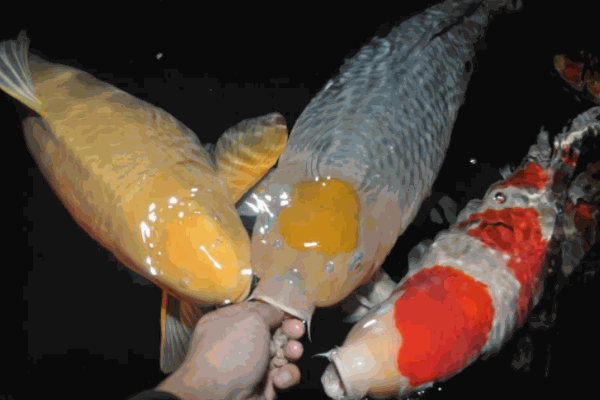 溜溜魚喂魚