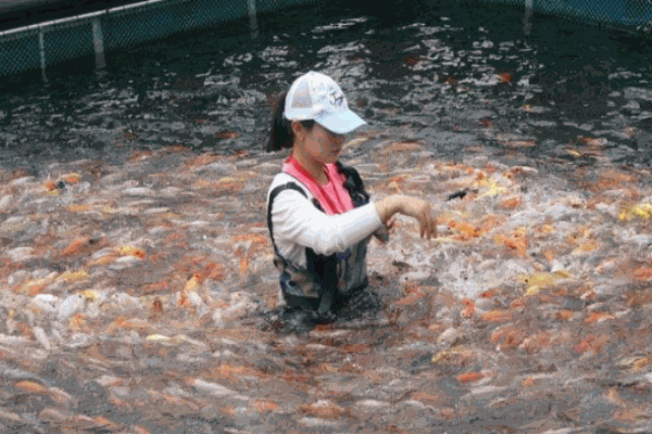 溜溜魚喂魚
