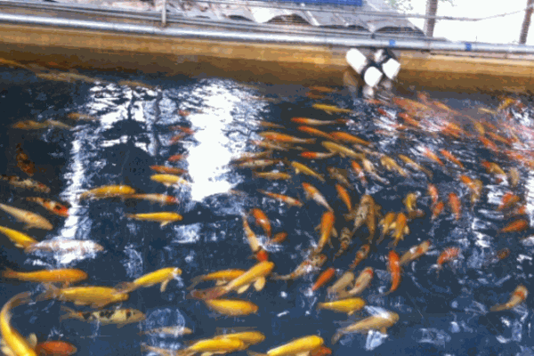 溜溜魚喂魚