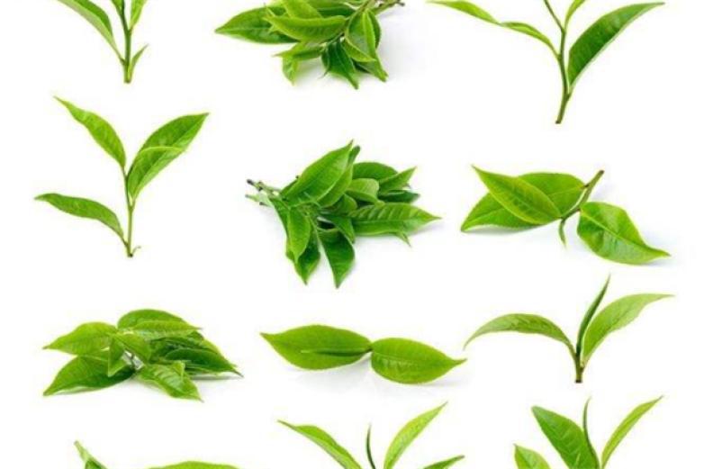 觀(guān)景茶葉