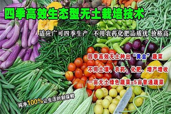 菜立方芽苗菜