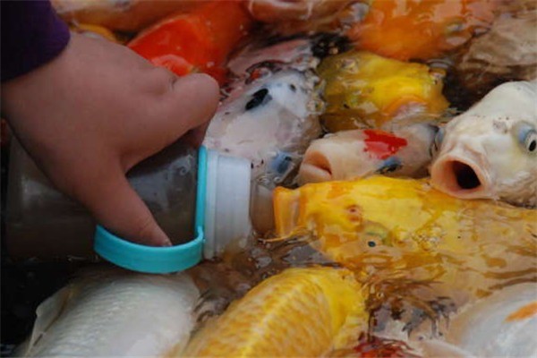 奶嘴魚加盟