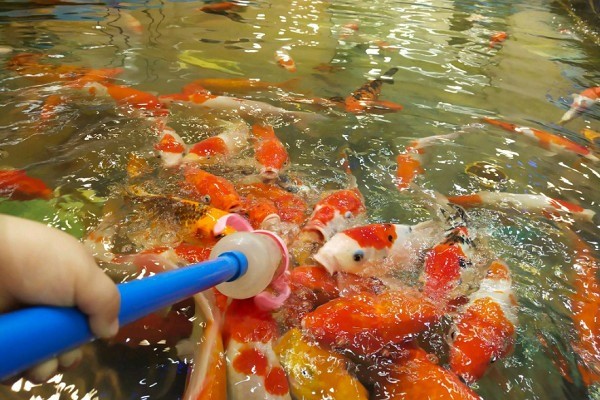 奶嘴魚加盟