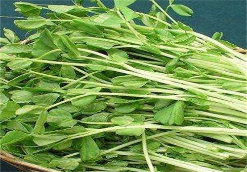 益康園芽苗菜加盟