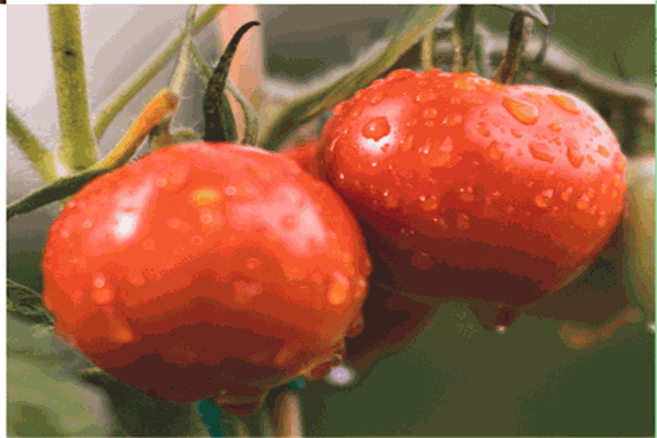 歡樂番茄菜市場(chǎng)加盟