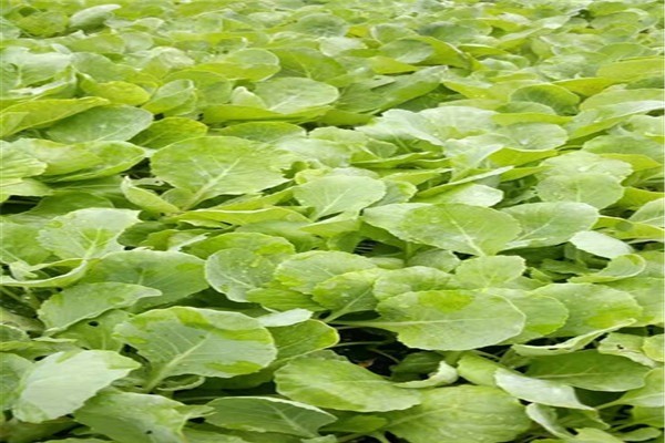 豐潤園藝種植加盟