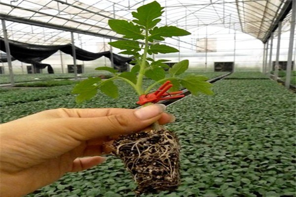 豐潤園藝種植加盟