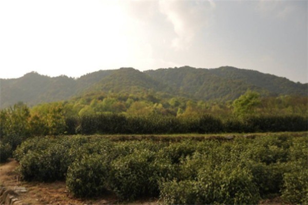 田峰山茶葉加盟