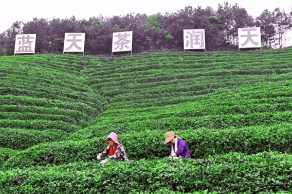 藍天茗茶加盟