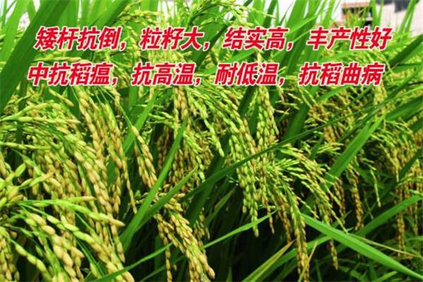 永益農(nóng)業(yè)加盟