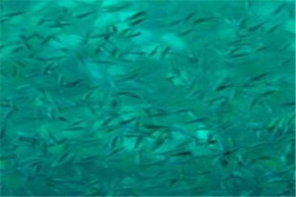 親親按摩魚加盟