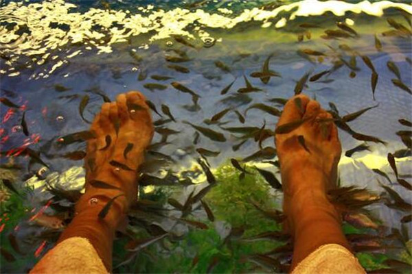 足療魚(yú)加盟