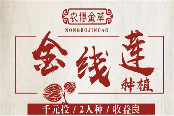 農(nóng)博金草金線蓮加盟