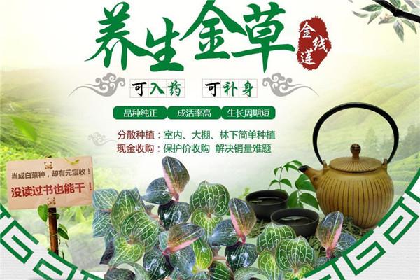 農(nóng)博金草金線蓮加盟