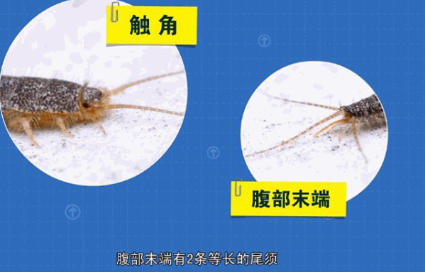 英朗控蟲