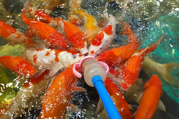 奶嘴魚