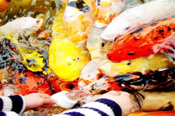 奶嘴魚