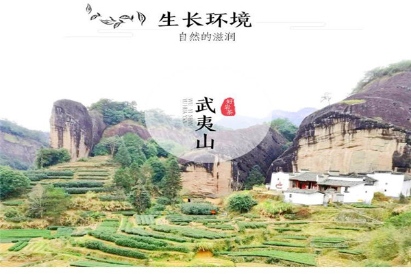 武夷山巖茶