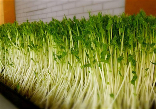 益康園芽苗菜