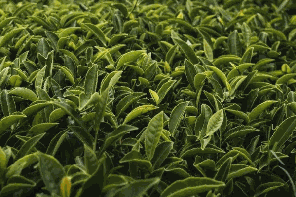 茗騰茶葉