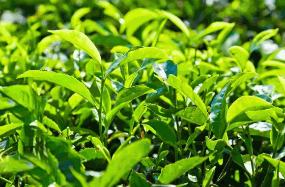 東方武夷茶業(yè)