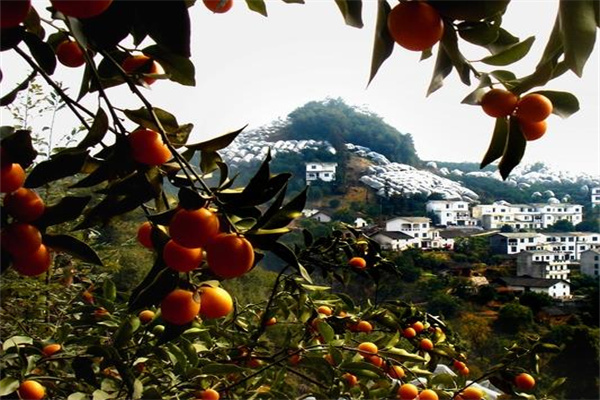 百里新村果業(yè)