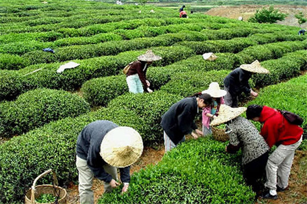 楓茶居茶葉