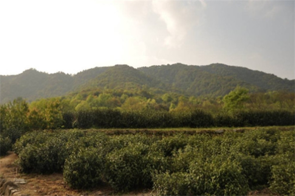 田峰山茶葉