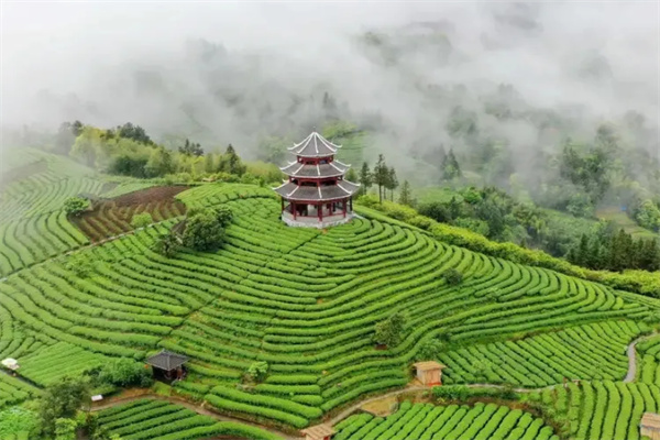 逸神生態(tài)茶業(yè)加盟