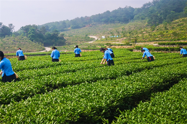 中閩隆德茶業(yè)