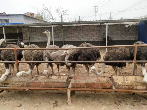 壹號(hào)鴕鳥養(yǎng)殖基地加盟