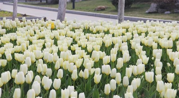 都市花香加盟